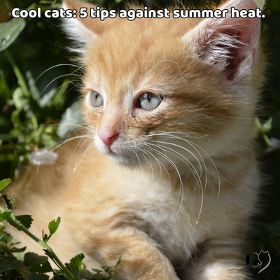 Cool cats: 5 hints against summer heat