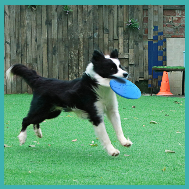 Frisbee for dogs | Disc